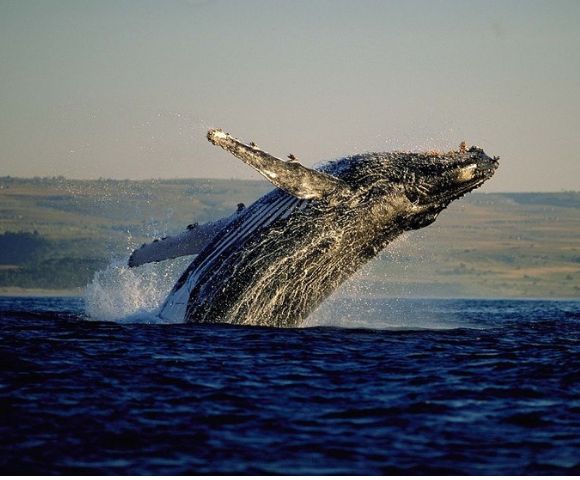 Regalo de boda: Avistamiento de ballenas